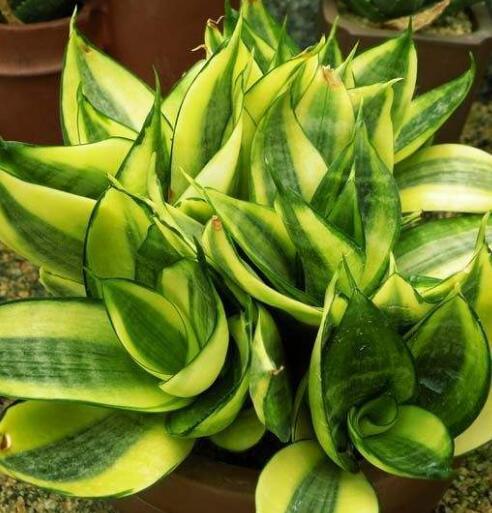 綠植去甲醛 綠植去甲醛